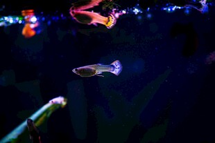 灵动游鱼点亮梦幻水族世界