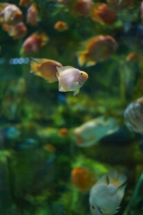多彩水族馆中的灵动鱼儿