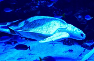 水族馆中的海龟与小鱼