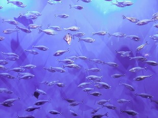 梦幻海底鱼群畅游景象