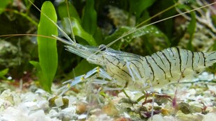 水族箱中的透明观赏虾