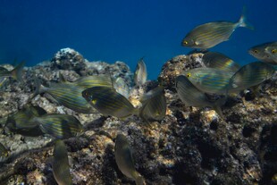 海底多彩珊瑚与游动鱼类