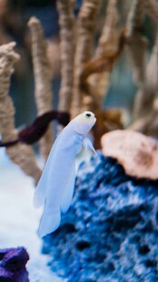 梦幻海洋生物展示