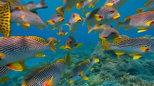 海底多彩鱼群畅游景象