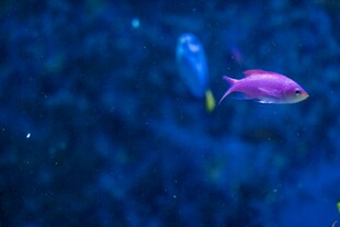 深海中的梦幻紫色小鱼