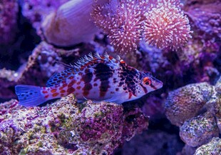 海底斑斓鱼与多彩珊瑚