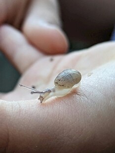 掌心的小蜗牛