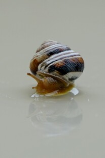 彩色条纹蜗牛特写