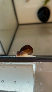 玻璃上的小蜗牛