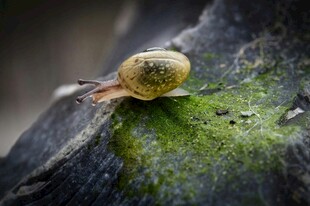 蜗牛栖息于长满青苔的木上