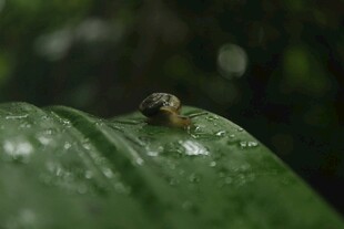 绿叶上的小蜗牛