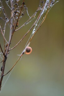蜗牛