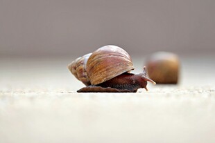一只蜗牛静卧于平面上