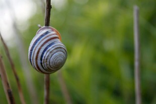 条纹蜗牛栖息于植物茎上