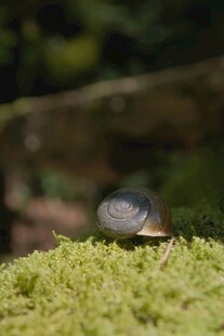 苔藓上的小动物