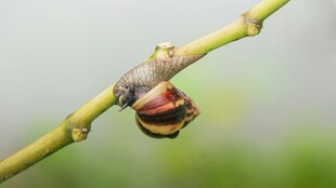 竹枝上的多彩蜗牛