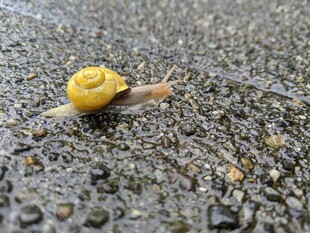 路面上的黄色小蜗牛