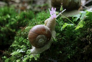 蜗牛在翠绿苔藓上爬行