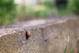墙边的小甲虫