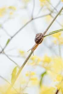 蜗牛栖息于黄色花枝上