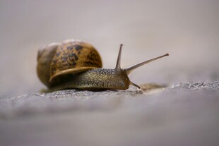爬行的蜗牛