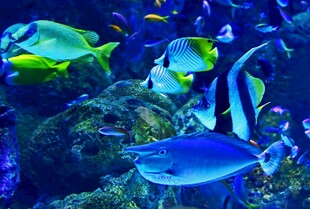 多彩海洋鱼群畅游海底世界