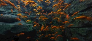 群鱼畅游海底世界