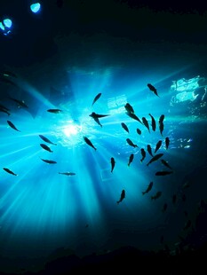 深海鱼群与梦幻光线