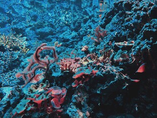 海底绚烂珊瑚景观
