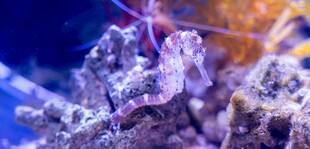 海底珊瑚与海星景观