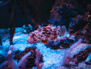 梦幻海底珊瑚景观