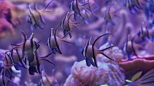 海底缤纷鱼群与珊瑚景观