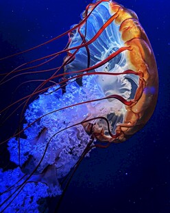 梦幻水母在深海中飘逸
