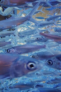 梦幻蓝色海底生物景象