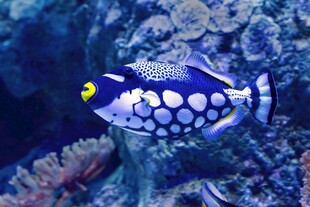 蓝白斑点鱼在海底游动
