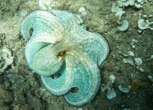 海底的蓝绿色章鱼