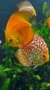 多彩七彩神仙鱼游于水草间
