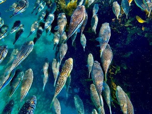 海底群鱼共舞