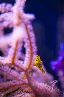 黄色小海马栖息珊瑚间