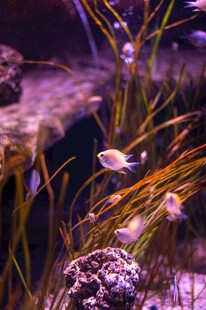 梦幻水族景观中的灵动小鱼
