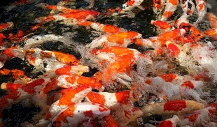 群鲤戏水