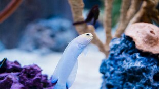 海洋生物景观中的白色生物