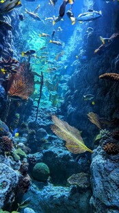 海底奇幻鱼群景观