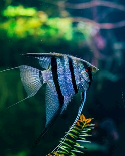 优雅神仙鱼于水草间悠游