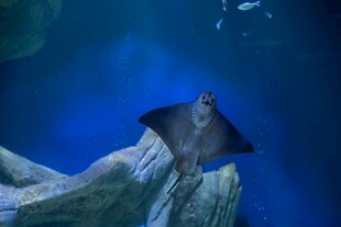 深海中优雅游动的蝠鲼