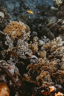 海底多彩珊瑚与游动小鱼