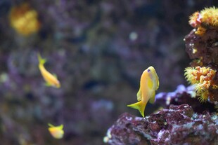 水族箱中的黄色小鱼