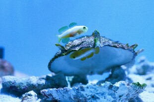 海底螃蟹与小鱼的奇妙画面
