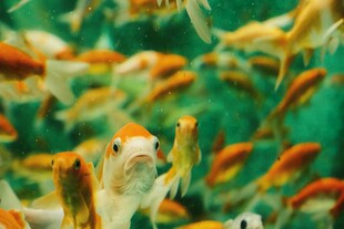 群鱼畅游的水下世界