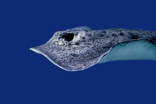 深海奇异斑点鳐鱼